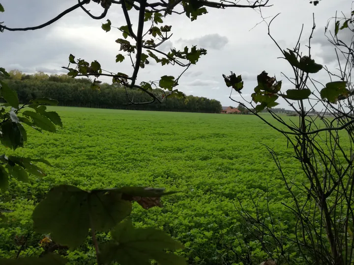 Galgebossen (Poperinge, Elverdinge, Vlamertinge) (Belgie)